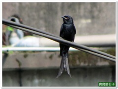 20110313_142159_071_Shenkeng