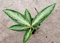 Aglaonema White Rain care