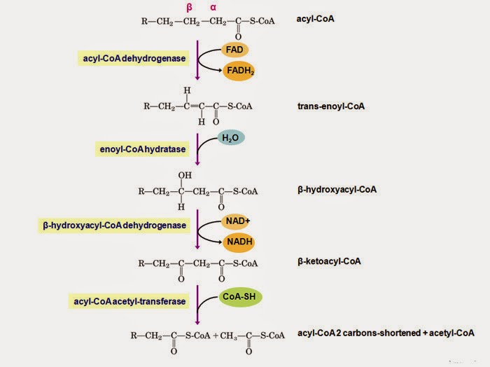 Beta (β) Oksidasi Asam Lemak - Info Pendidikan dan Biologi
