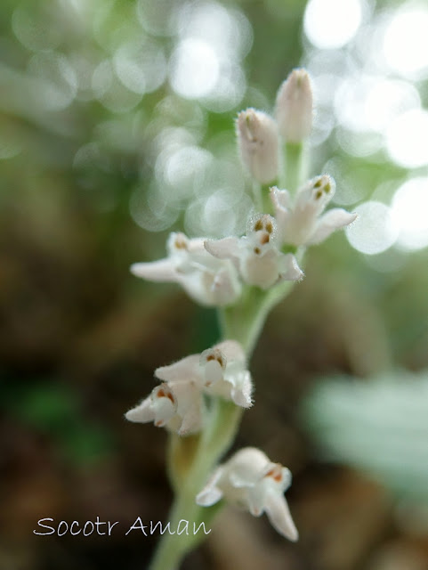 Goodyera schlechtendaliana