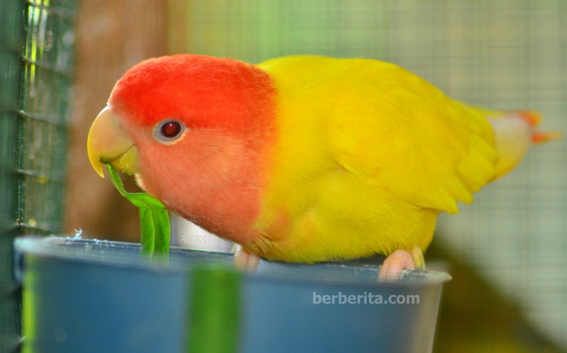  Warna  Lovebird  yang Bagus untuk Lomba Sering Juara  