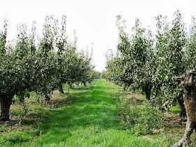 How to Starting a Pear Farming Business