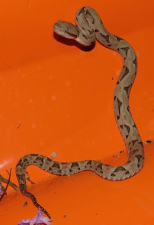 Bothrops monsignifer