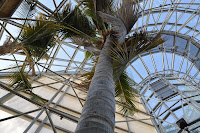 This picture is taken of a tree looking up from the base, it was to show how tall the big spiral building was