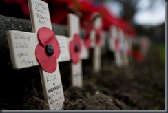 poppies1