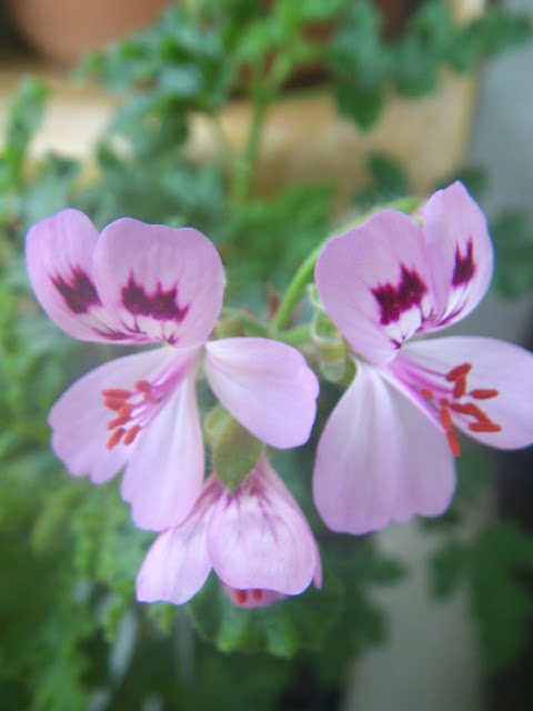 Pelargonium Quercifolium flowers
