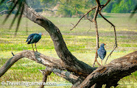 I am not sure if everyone feels this way but as a trip draws to a close, there is this bittersweet realization that the adventure is about to end and you are about to go back to a routine. However, on the last day of our 14-day-long road trip from Noida to Rameshwaram and back via Eastern Ghats, I had this and much more on my mind. The challenging exit out of our hotel parking being one of them.