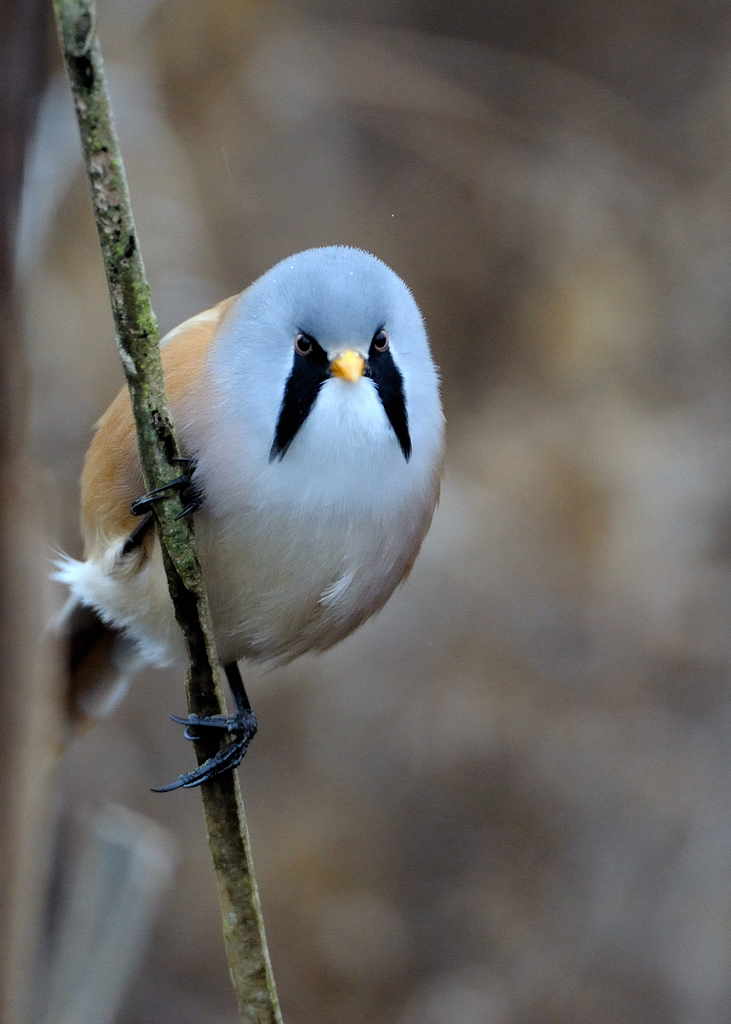 Male Bearded Tit head-on - UK.