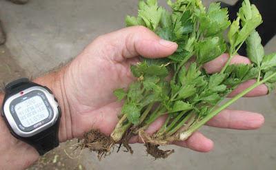 Parsley usually two years and leaves a transparent, green and jagged cut and thick and very Aromatic. Its long flowering stems of sixty to seventy centimeters.