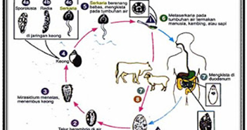 Indikator 7 ~ Erudio Scientia Biology
