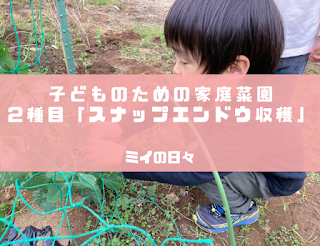 子どもための家庭菜園「スナップエンドウ」収穫！