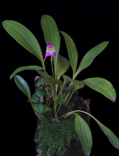 Masdevallia cyclotega care and culture