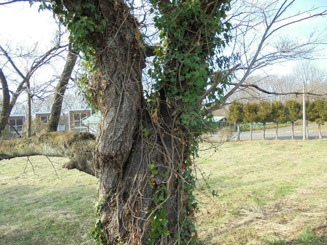 ホテル旬香大山リゾートの近くの古木