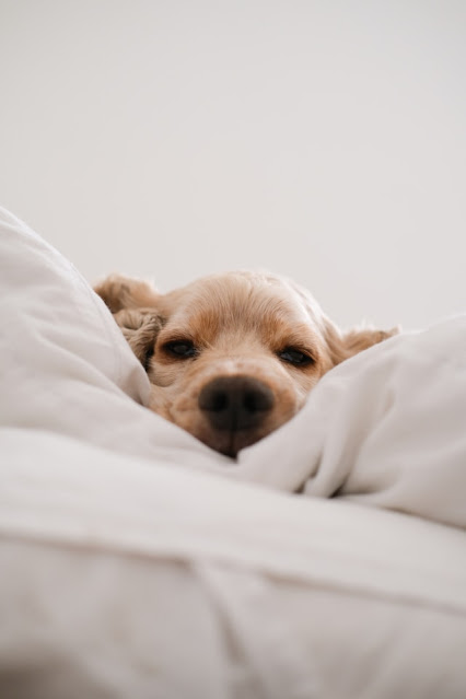 Cão pequeno marrom deitado no tecido branco relaxado