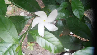 Small Crepe jasmine pictures