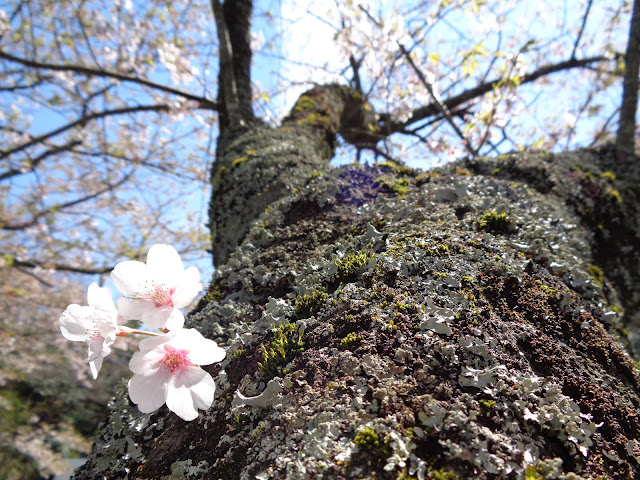むきばんだ遺跡公園駐車場のソメイヨシノ桜