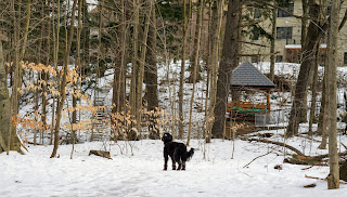 Backyards next to the forest trail of Windfields Park, Toronto.