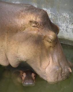 I swear the mother hippo really is named porn