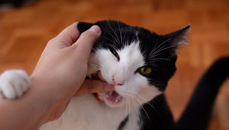 Why Do Cats Bite When You Pet Them?