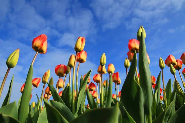 tulip flower history