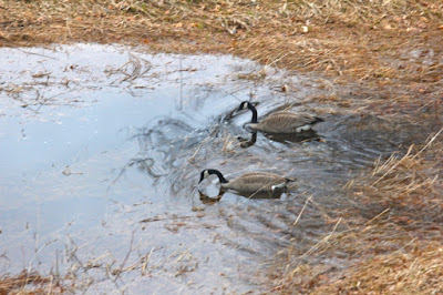 Canada geese calling: Spring music