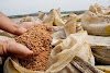 Produtores e indústria pedem suspensão de leilão para compra de arroz importado