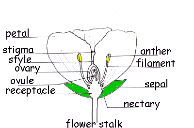 parts of our flower.