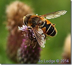 IMG_6432