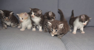 NINHADA I,PAIS,MINERVA+ORION