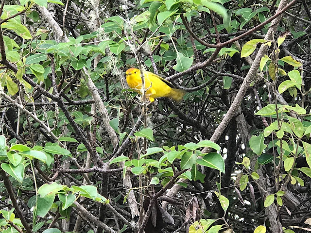 Canario maría o Yellow Warbler (Setophaga petechia) en San Cristobal 