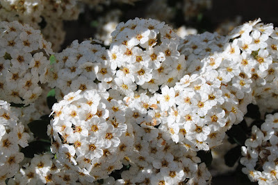 pompones-de-florecillas-blancas