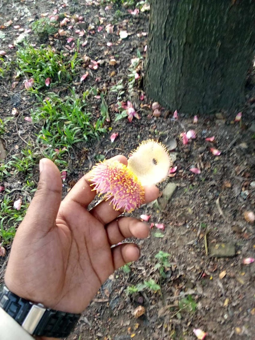 নাগলিঙ্গম ফুল