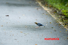 Blue Pitta