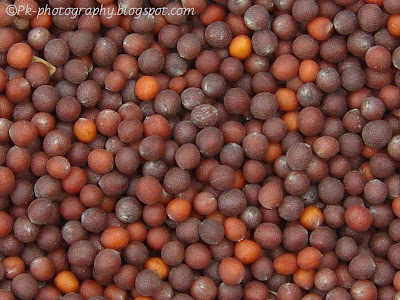 Canola Seeds Picture