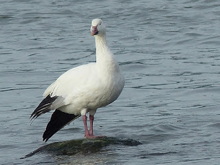 Oie des neiges - Chen caerulescens - Anser caerulescens