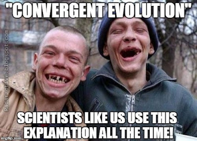 Convergent evolution is an unscientific pretense, not an explanation