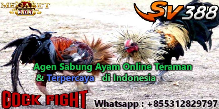  judi sabung ayam 