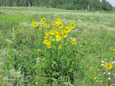 wildflowers, Junciton 40 and 14, Colorado