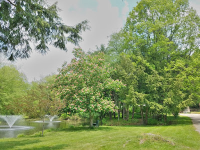 A relaxing setting at Drake Well Museum and Park with creek to the left, green grass, and trees on a sunny day