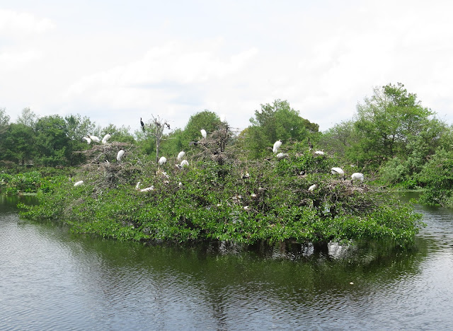 Wood Storks - Wakodahatchee Wetlands, Florida