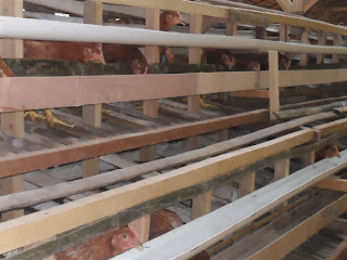 Proses Makan Ayam Masa Grower Pada Kandang Baterray