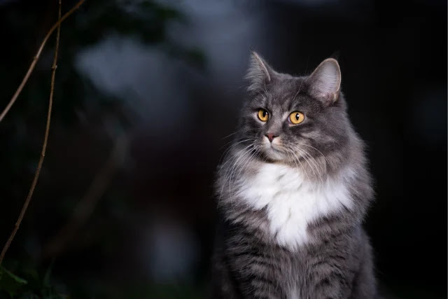 quelles-sont-les-couleurs-les-plus-rares-du-maine-coon-2