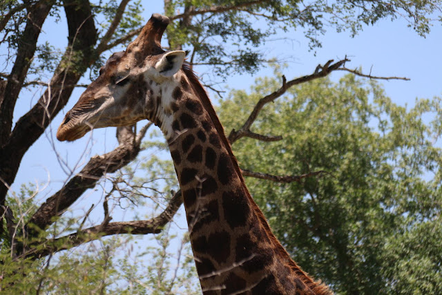 Blog Apaixonados por Viagens - Safári - África do Sul - Kruger Park