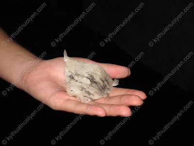 nuoi yen can gio