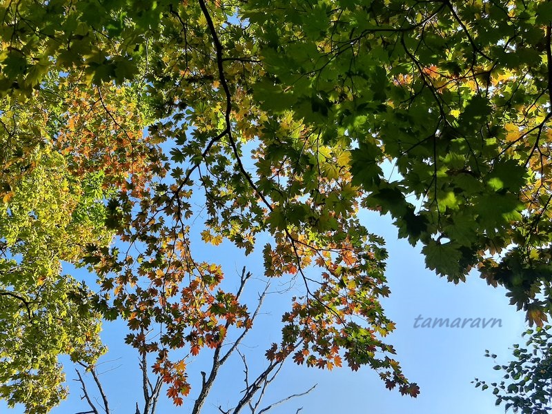 Клён ложнозибольдов (Acer pseudosieboldianum)