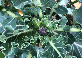 Looking down onto the sprouting centre of purple sprouting broccoli