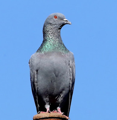 Rock Pigeon - resident
