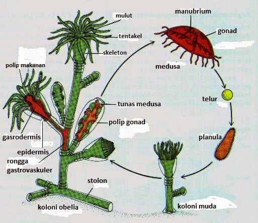 Bionomipa Indikator 7 Cara Perkembangbiakan Hewan  