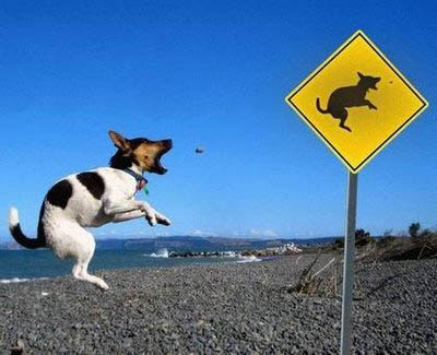 Doggy Sense: Funny Dog Sign