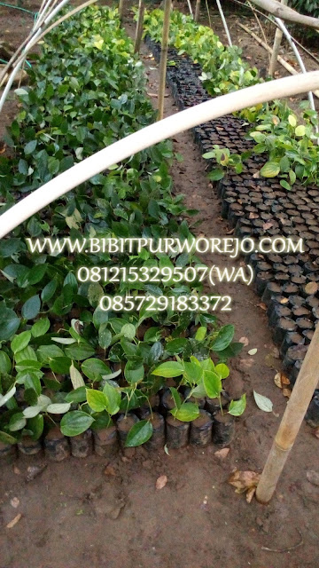 Jual bibit lada perdu, bibit lada perdu, bibit mrica perdu, jual bibit mrica perdu, jual bibit lada murah, jual bibit merica perdu murah, jual bibit lada perdu murah, bibit lada perdu siap tanam, jual bibit lada perdu siap tanam, jual bibit lada perdu unggul, bibit purworejo, jual bibit lada perdu di purworejo, pusat bibit lada perdu, lada perdu, varietas lada, komoditi lada perdu, harga lada, kebun lada perdu, panen lada perdu, budidaya lada perdu dipurworejo, stek lada, cara stek lada perdu, harga lada, lada perdu hitam, varietas lada perdu